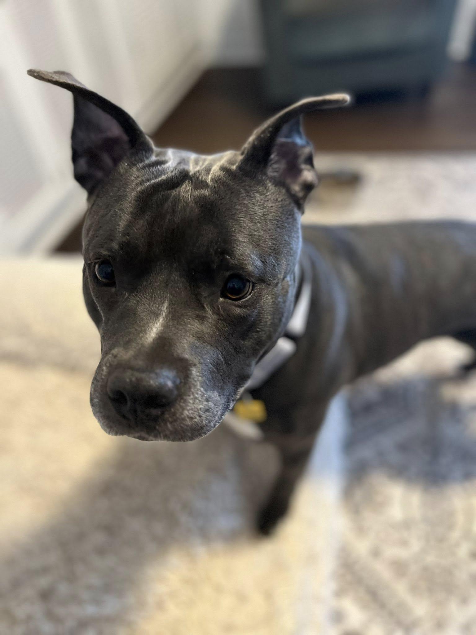 Enlarge Lady Nancy, a ADOPTABLE mixed breed in Cleveland, OH image 4/6