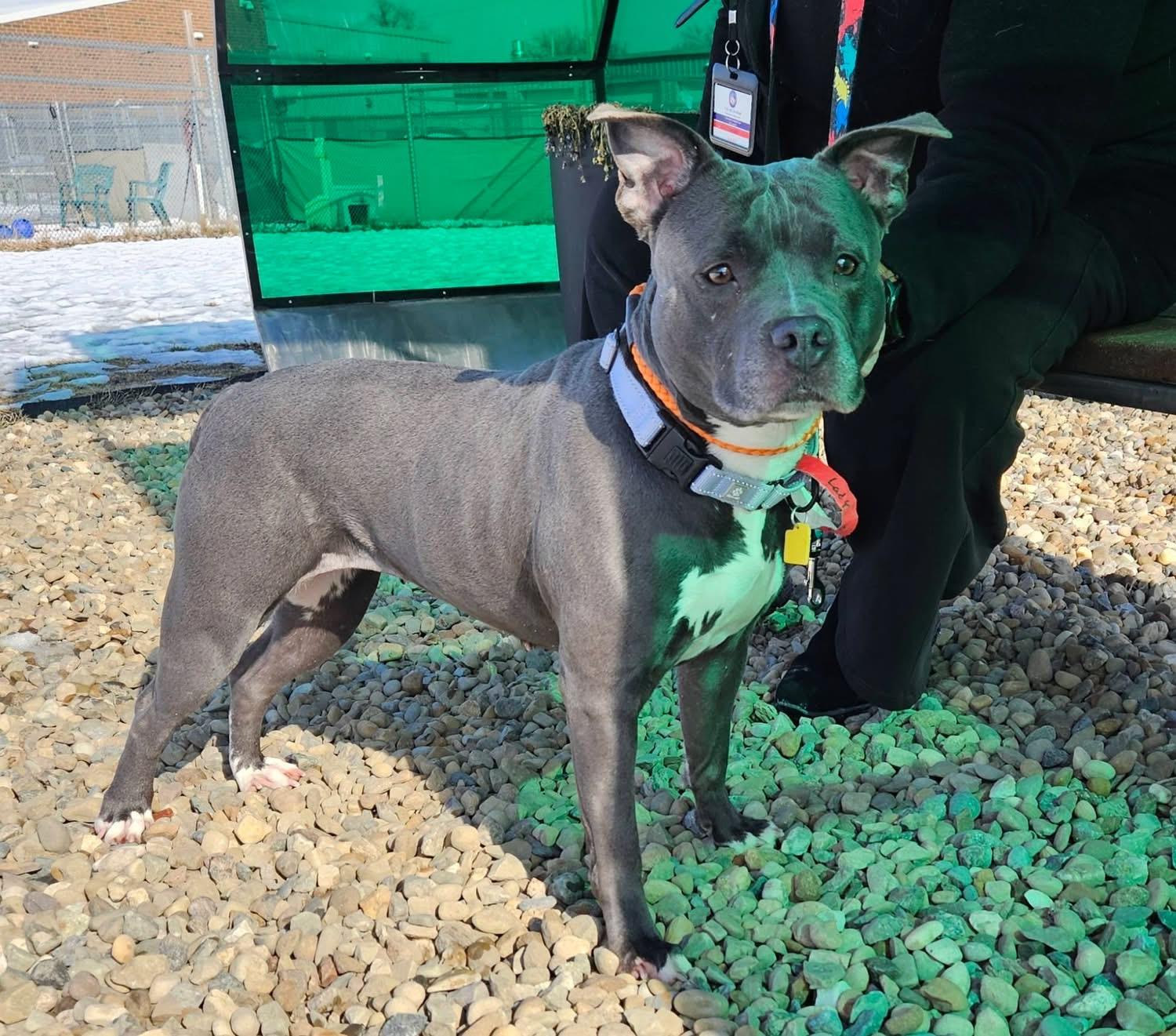 Enlarge Lady Nancy, a ADOPTABLE mixed breed in Cleveland, OH image 2/6