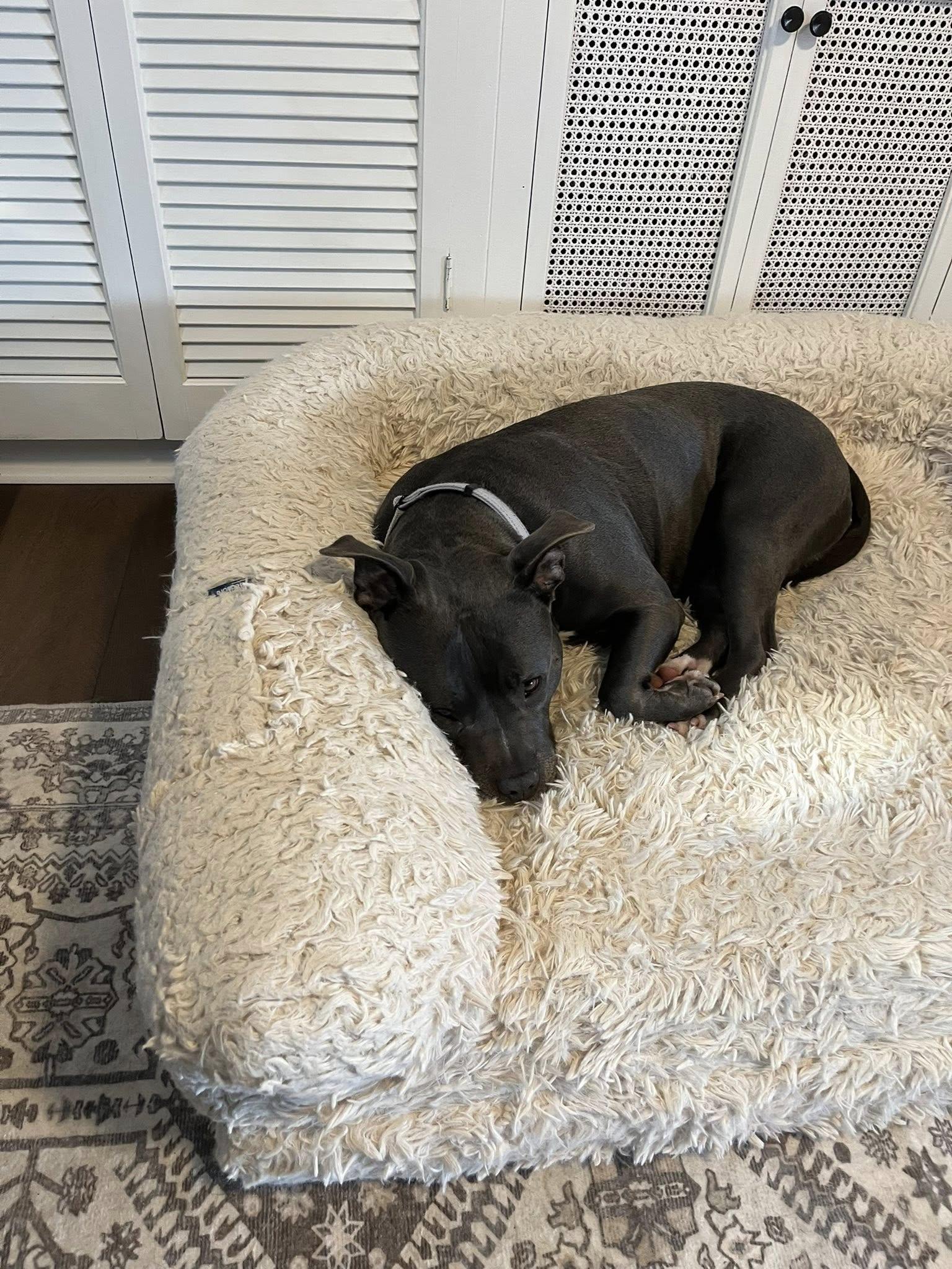 Enlarge Lady Nancy, a ADOPTABLE mixed breed in Cleveland, OH image 6/6