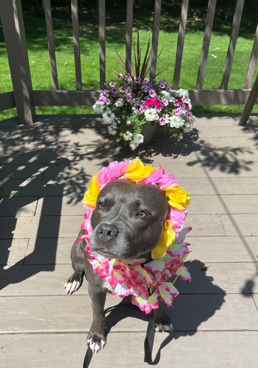 Enlarge Lady Nancy, a ADOPTABLE mixed breed in Cleveland, OH image 6/6