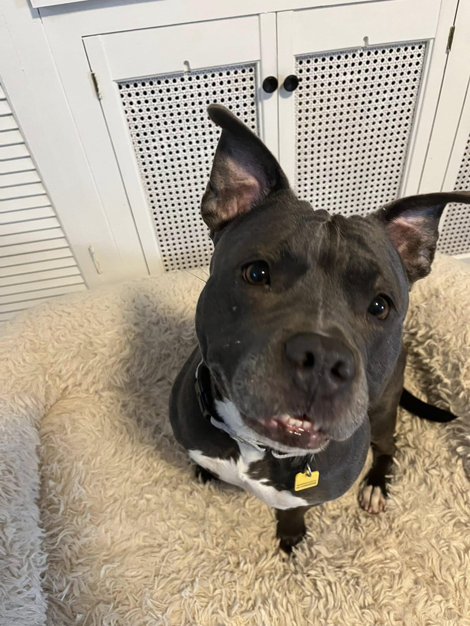 Enlarge Lady Nancy, a ADOPTABLE mixed breed in Cleveland, OH image 1/6