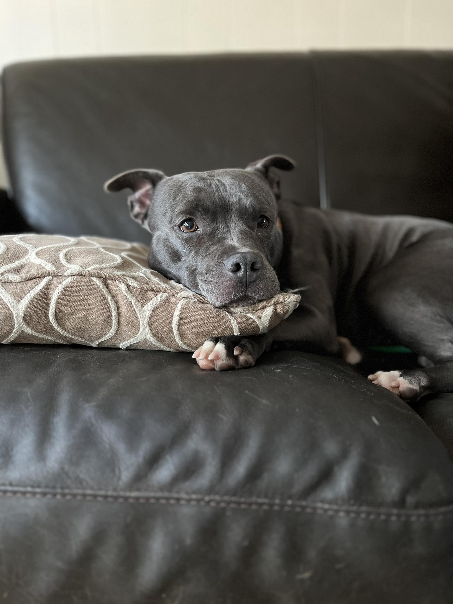 Lady Nancy, ADOPTABLE, Young Female Pit Bull Terrier.