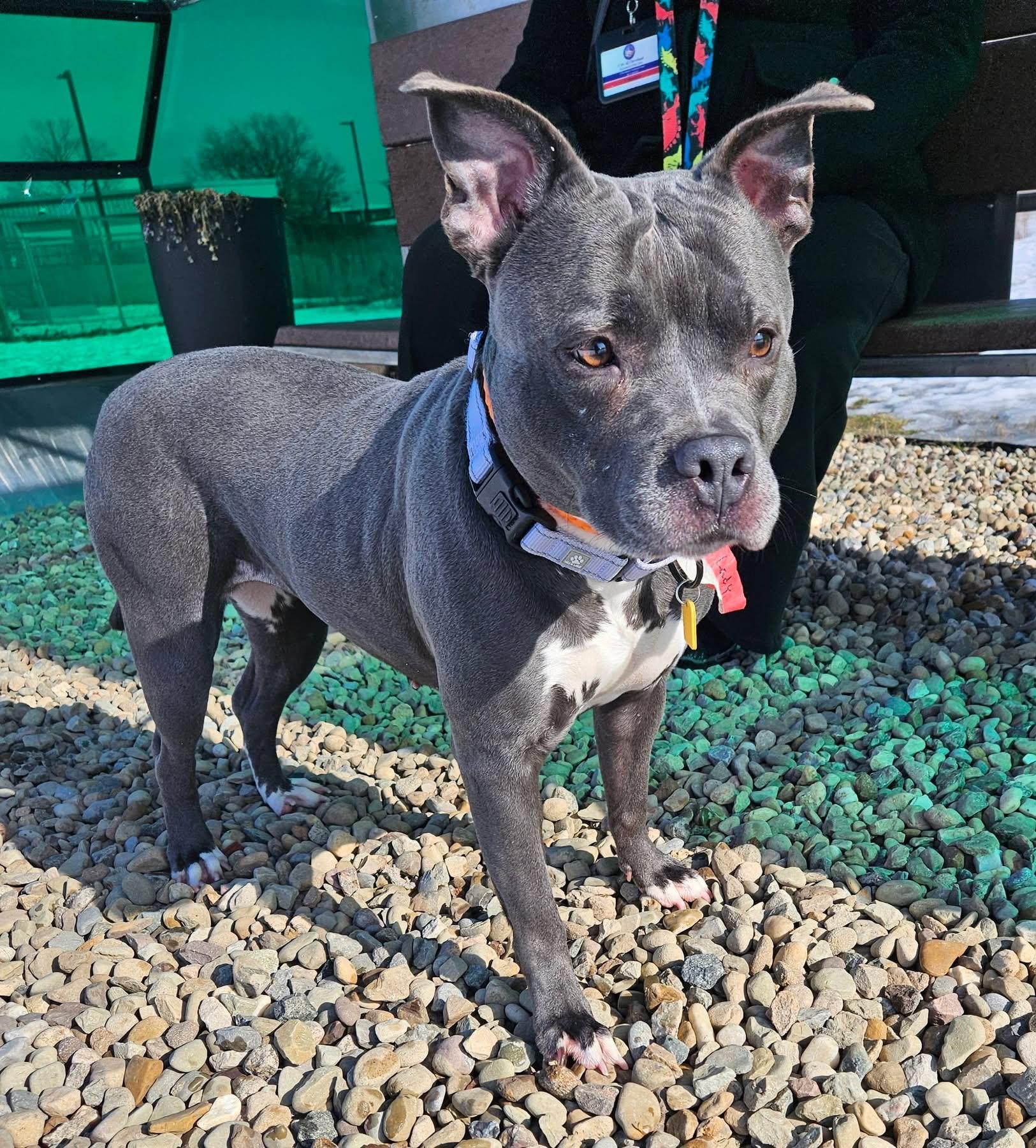 Enlarge Lady Nancy, a ADOPTABLE mixed breed in Cleveland, OH image 3/6