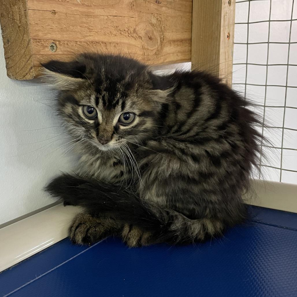Randall Boggs, Adoptable, Kitten Male Domestic Medium Hair.