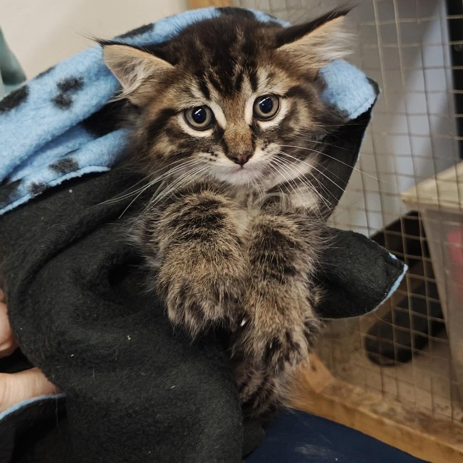 Enlarge Randall Boggs, a Adoptable Domestic Medium Hair in Madison, WI image 2/2
