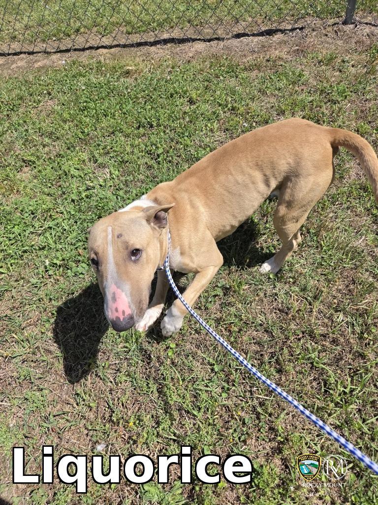 Enlarge Liquorice, a Adoptable Bull Terrier in Rocky Mount, NC image 1/1
