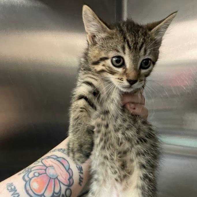 Otto, Adoptable, Kitten Male Domestic Short Hair.
