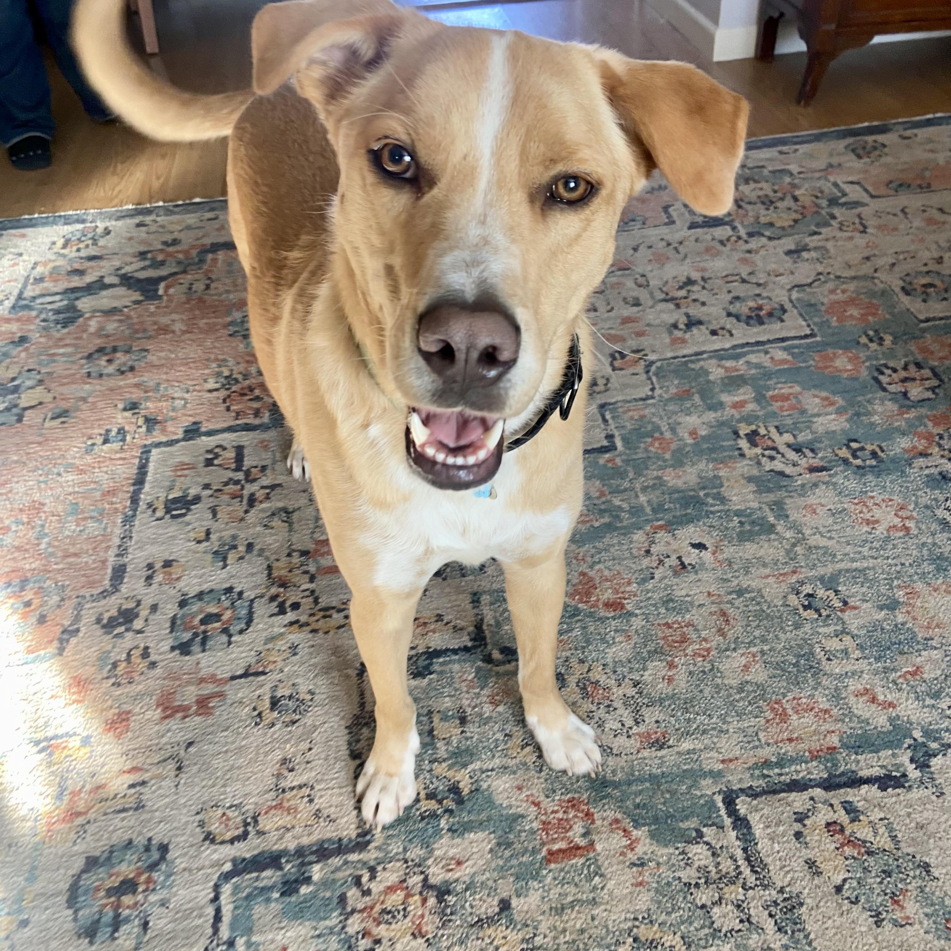 Andy, Adoptable, Young Male Retriever.