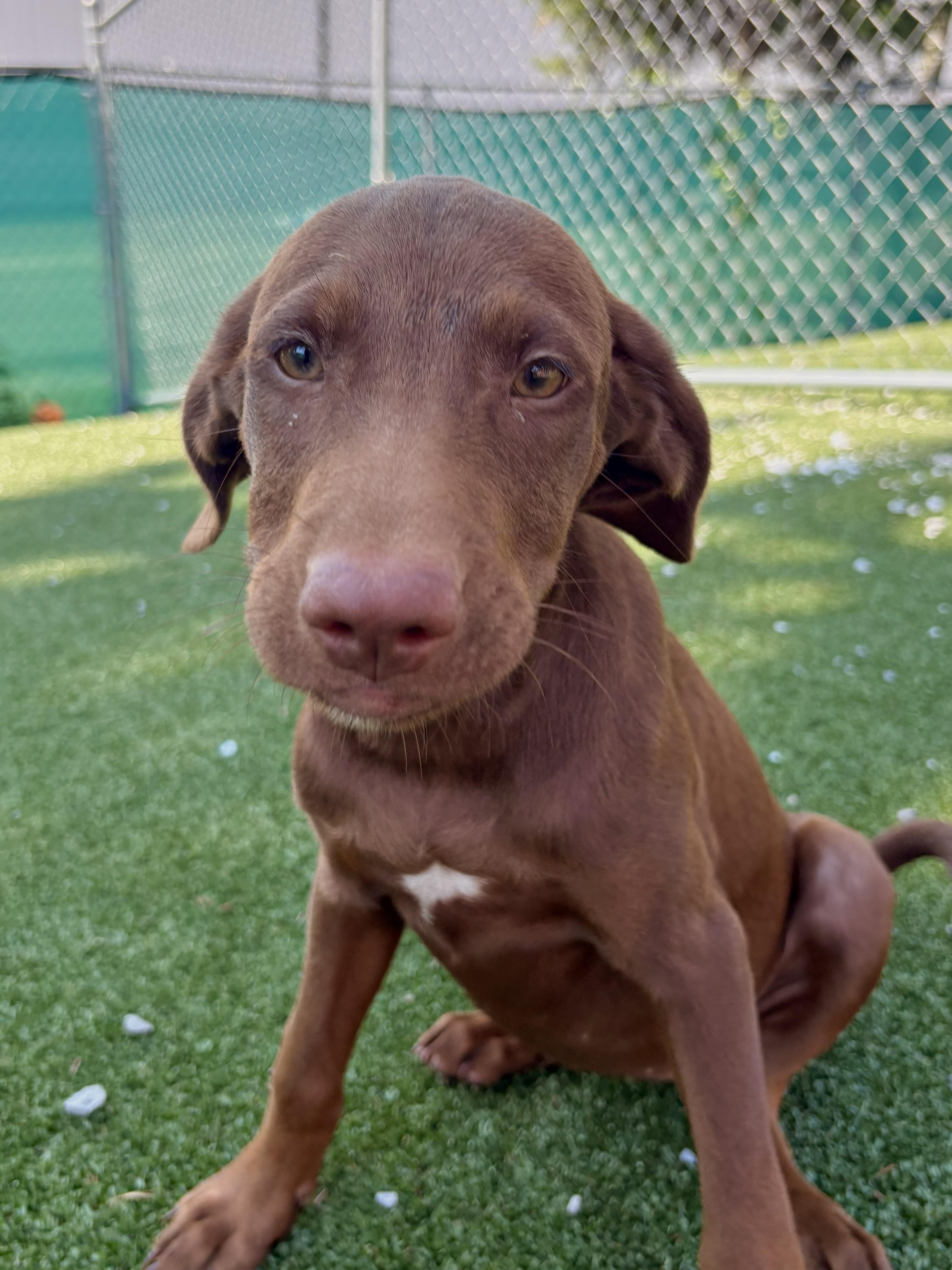 Enlarge Dawsey, a Adoptable mixed breed in Gallatin, TN image 3/4