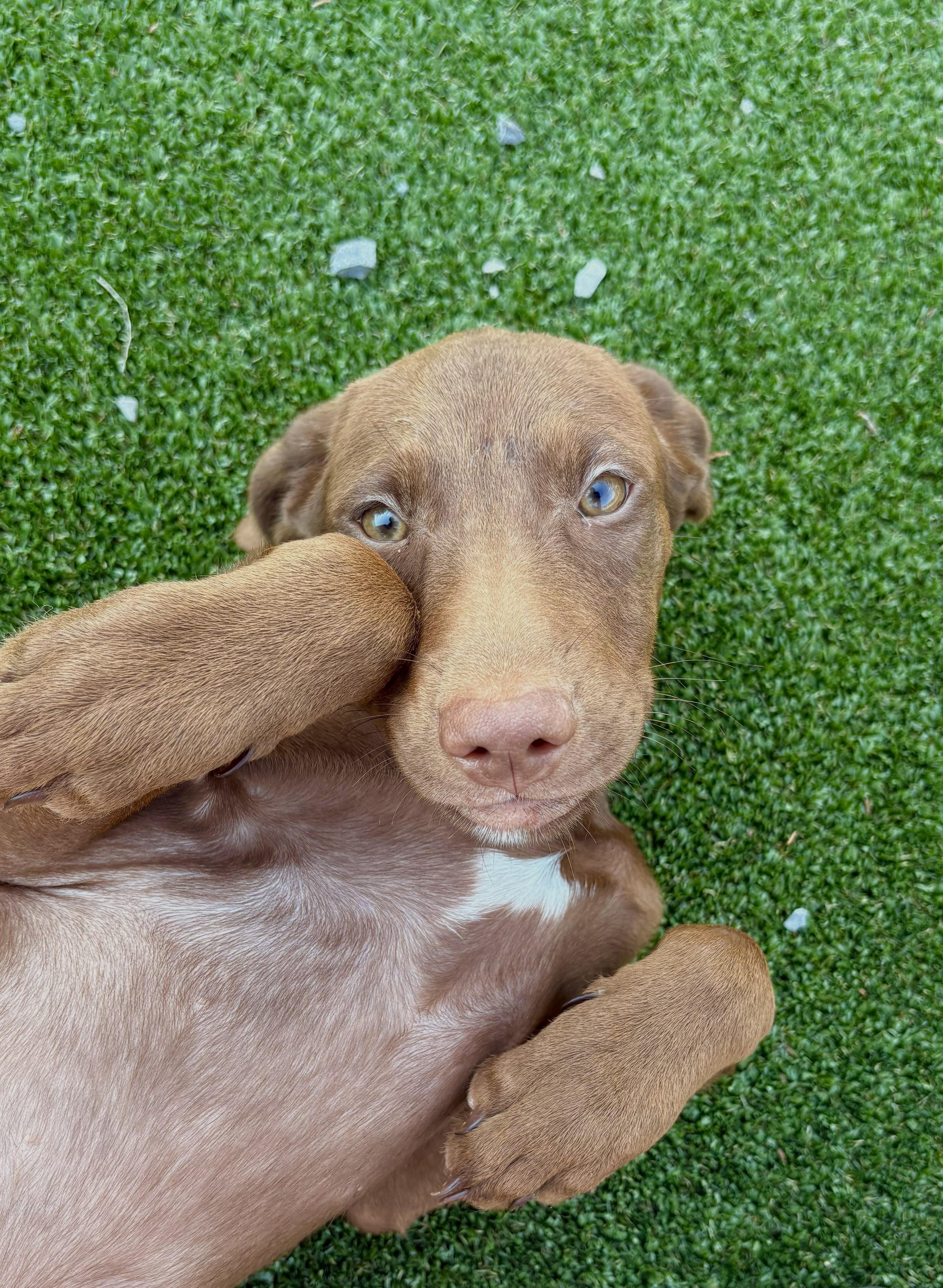 Enlarge Dawsey, a Adoptable mixed breed in Gallatin, TN image 2/4