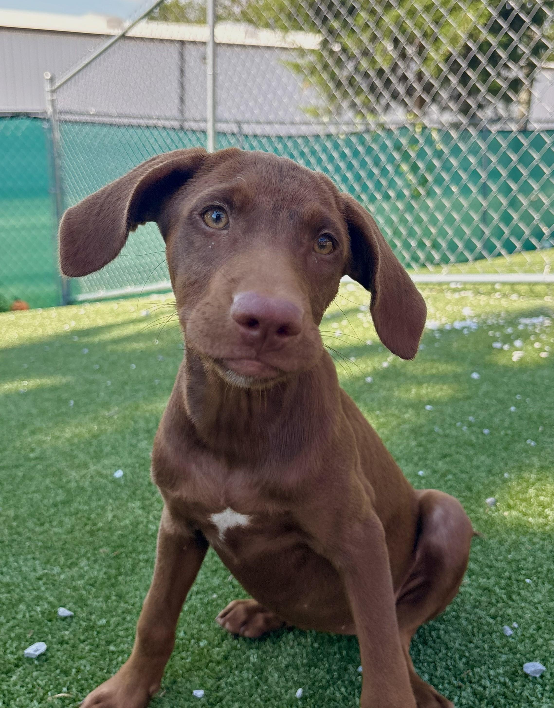 Dawsey, Adoptable, Puppy Female Shepherd & Hound.