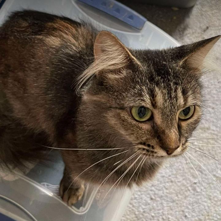 Enlarge Momma Susie (25-3117)-, a Adoptable Domestic Long Hair in Gordonsville, TN image 1/1