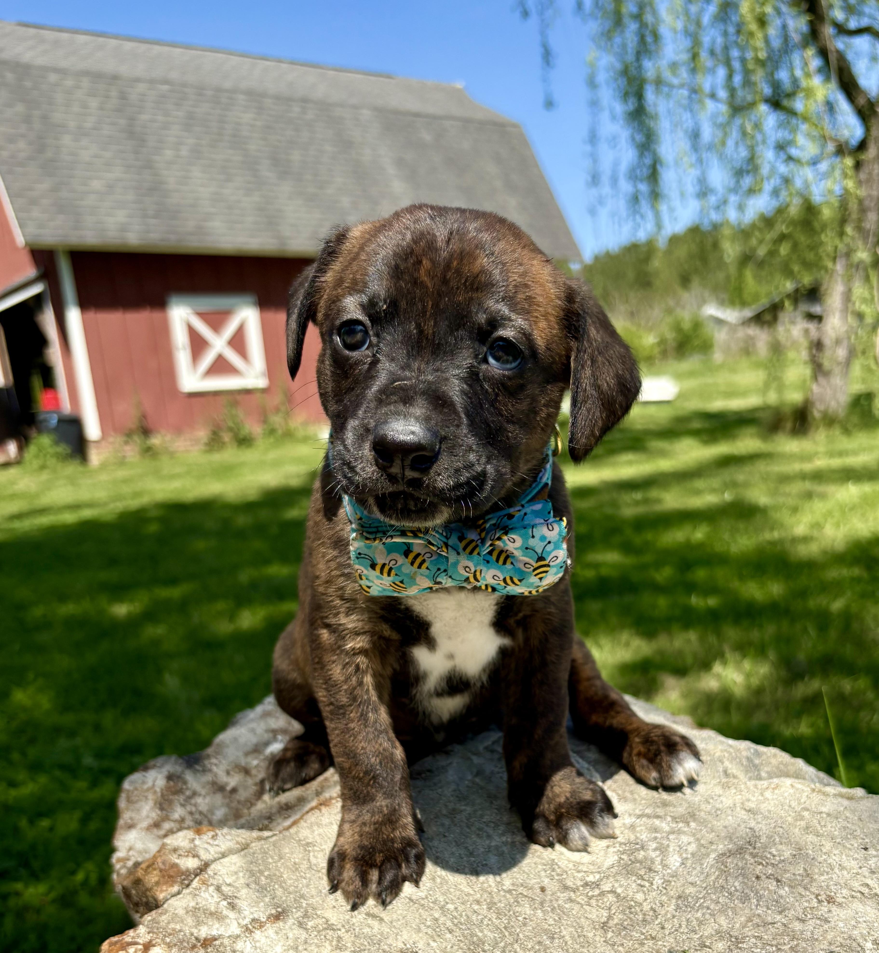 Enlarge Owen, a Adoptable mixed breed in Pittsboro, NC image 1/4