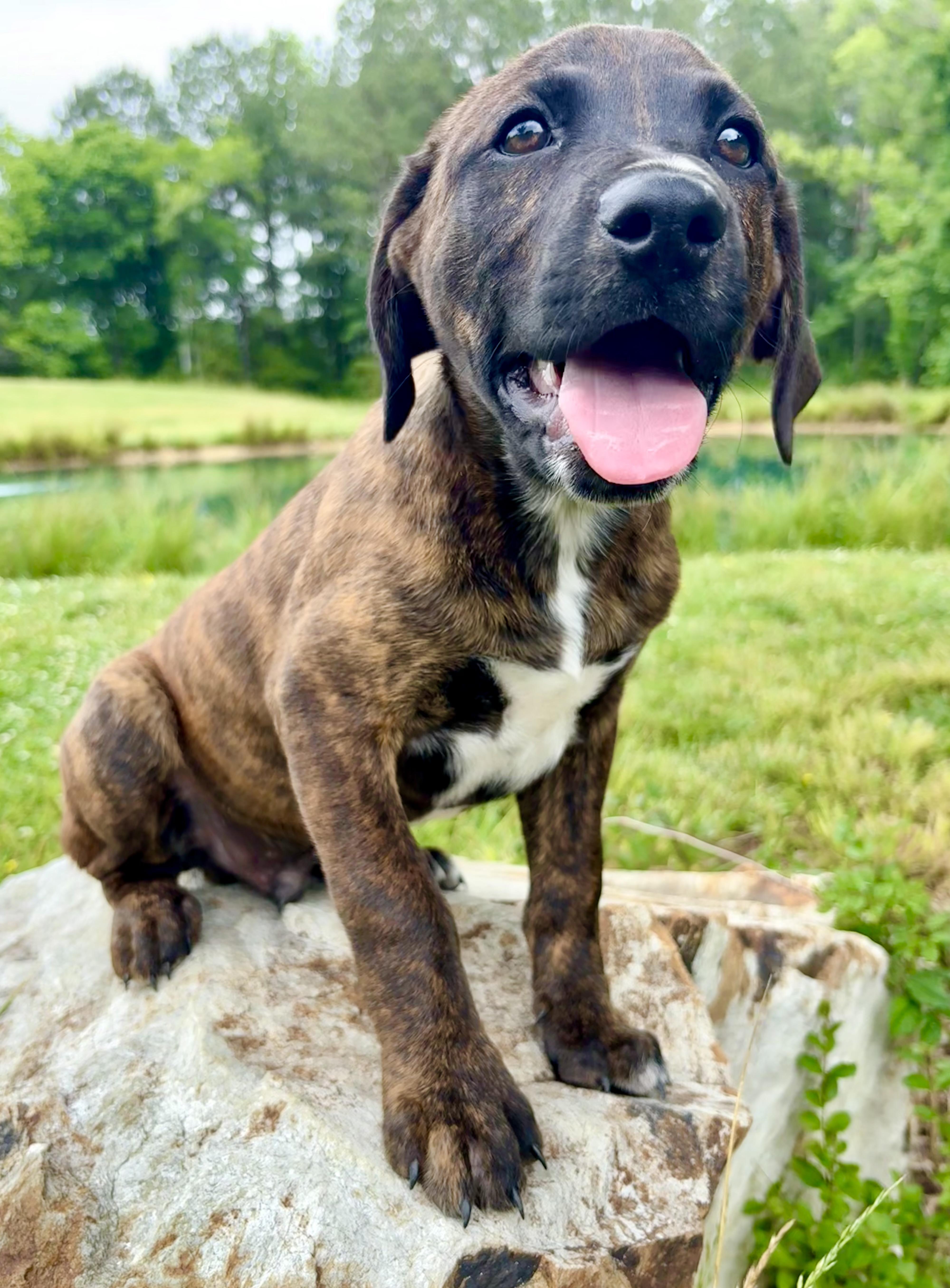 Owen, a Adoptable mixed breed in Pittsboro, NC image 4/6