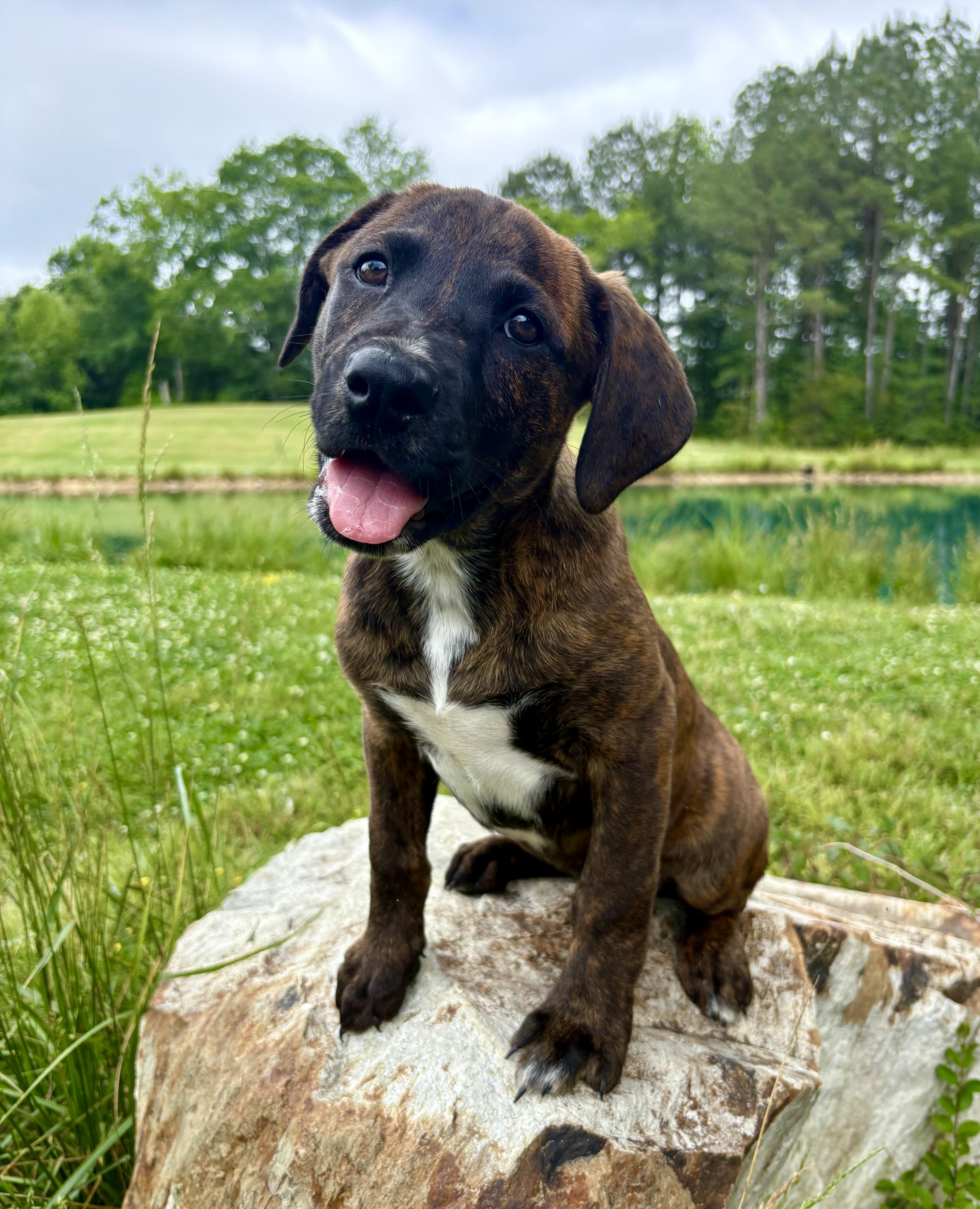 Owen, Adoptable, Puppy Male Retriever & Plott Hound.