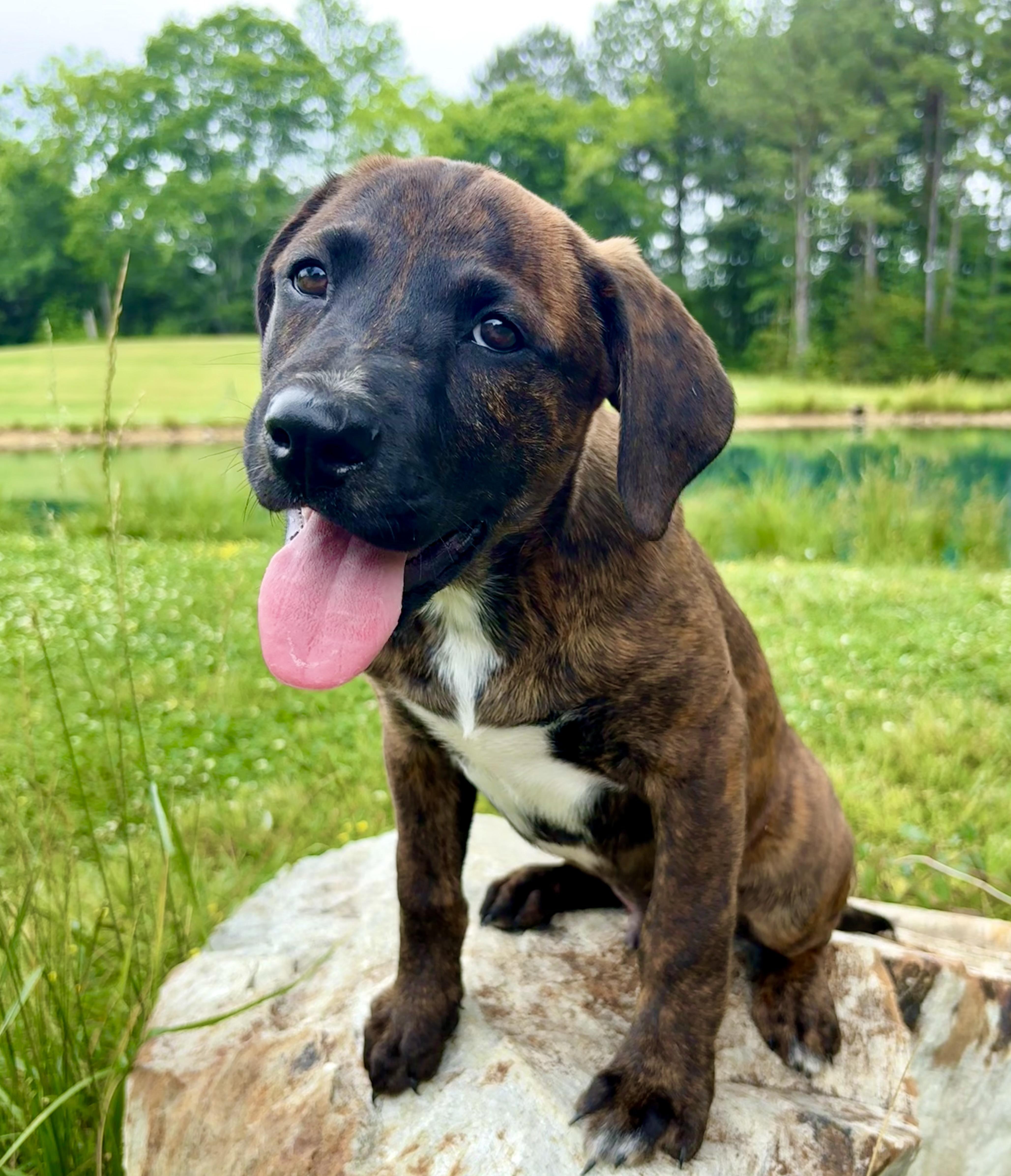 Owen, a Adoptable mixed breed in Pittsboro, NC image 2/6