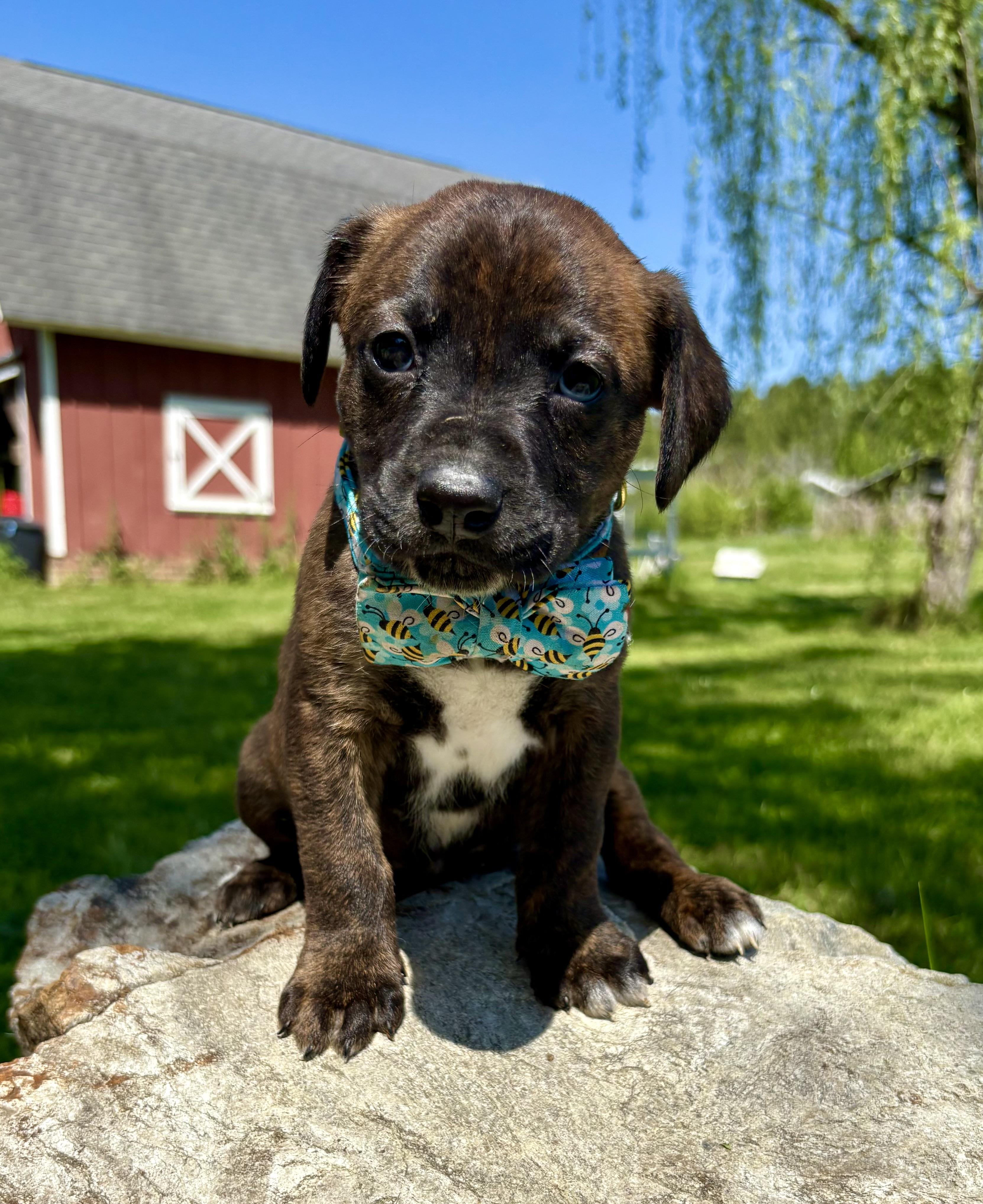 Enlarge Owen, a Adoptable mixed breed in Pittsboro, NC image 3/4