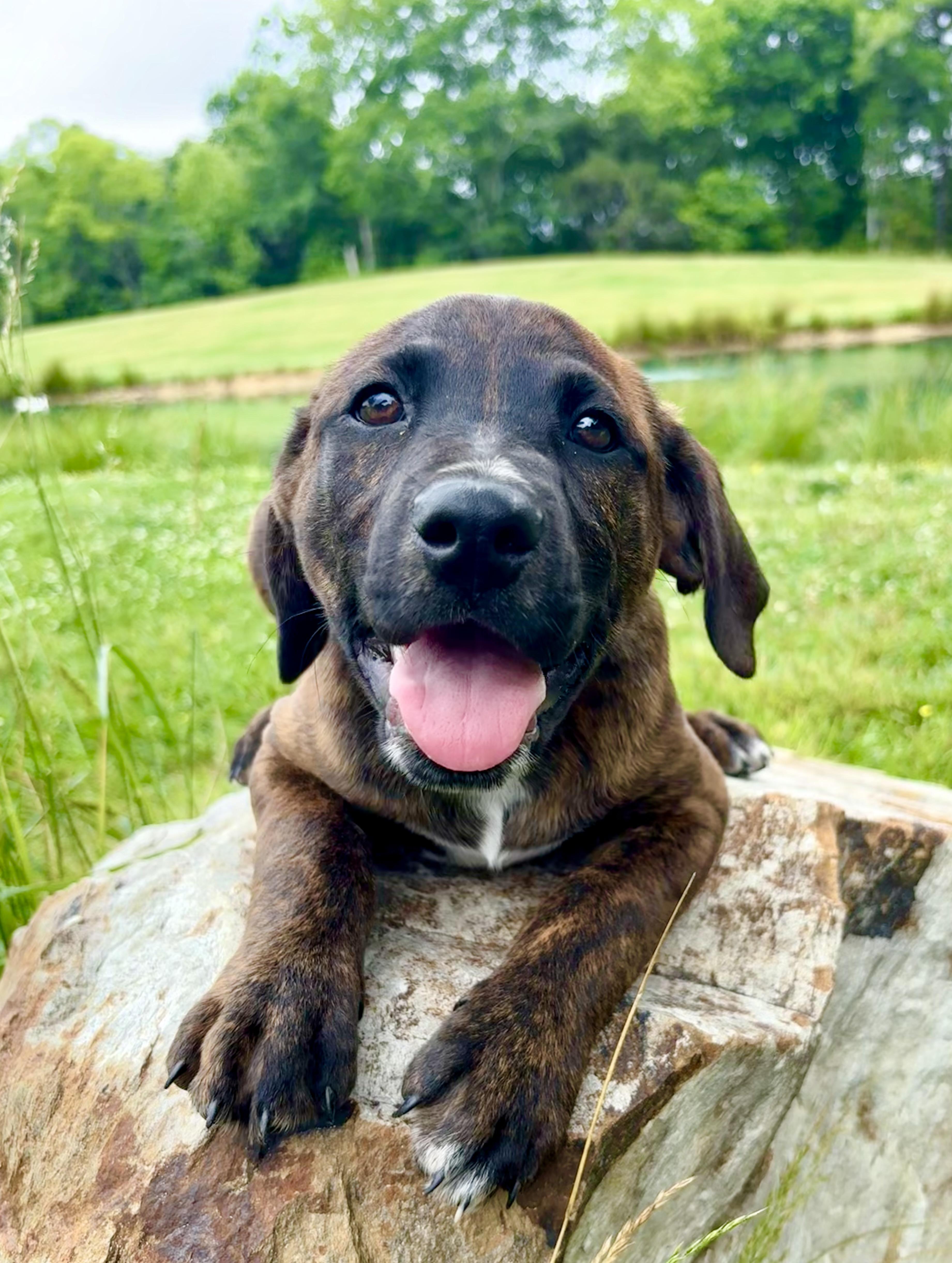 Owen, a Adoptable mixed breed in Pittsboro, NC image 3/6