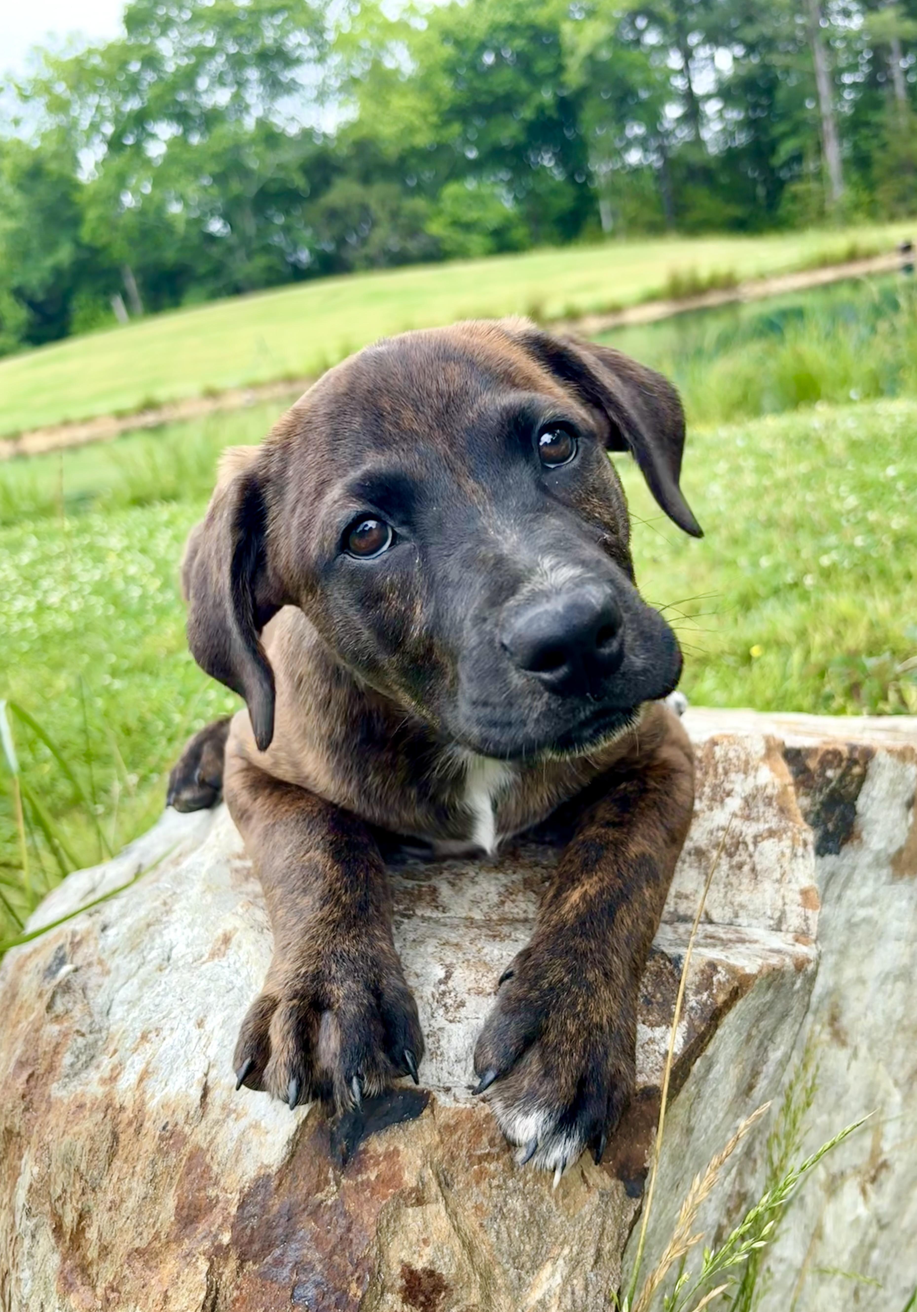 Owen, a Adoptable mixed breed in Pittsboro, NC image 5/6