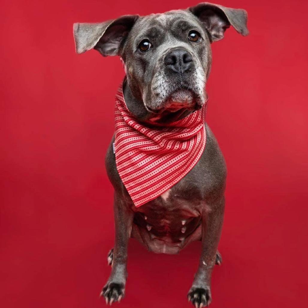 Enlarge Sophia, a Adoptable mixed breed in Northville, MI image 1/5