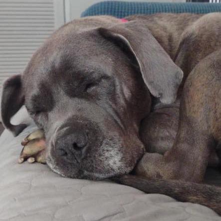 Sophia, Adoptable, Adult Female American Staffordshire Terrier.