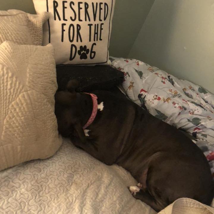 Sophia, Adoptable, Senior Female American Staffordshire Terrier & Mixed Breed.