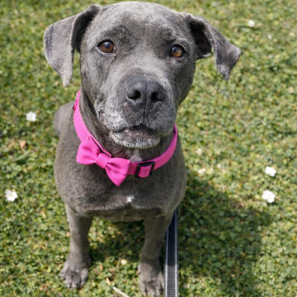 Enlarge Sophia, a Adoptable mixed breed in Northville, MI image 2/5