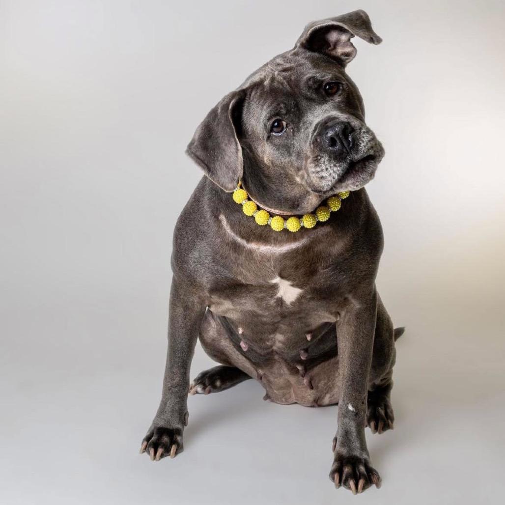 Enlarge Sophia, a Adoptable mixed breed in Northville, MI image 3/5