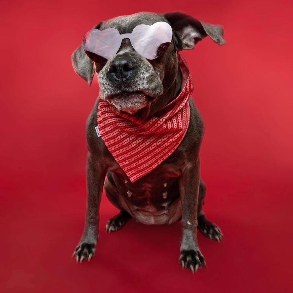 Enlarge Sophia, a Adoptable mixed breed in Northville, MI image 4/5