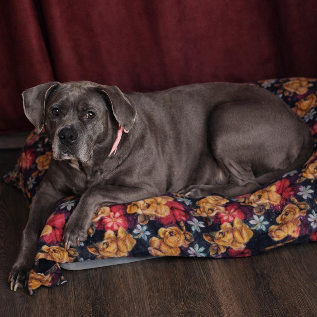 Enlarge Sophia, a Adoptable mixed breed in Northville, MI image 5/5
