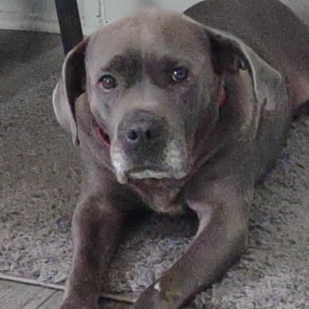 Sophia, a Adoptable American Staffordshire Terrier in Northville, MI image 3/4