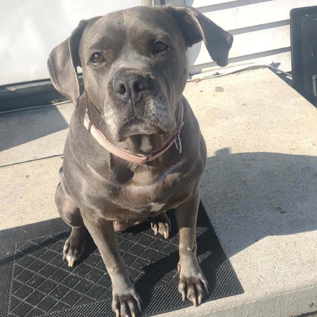 Enlarge Sophia, a Adoptable mixed breed in Northville, MI image 5/6