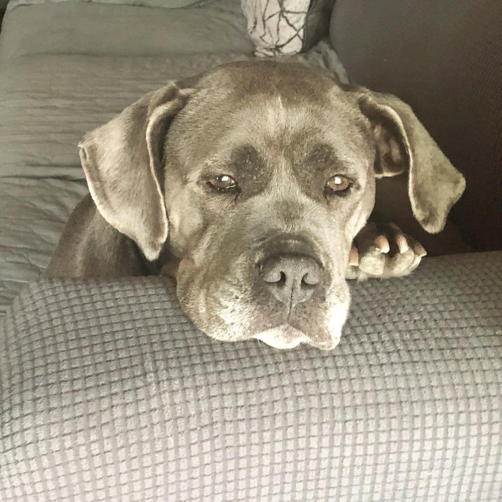 Sophia, a Adoptable mixed breed in Northville, MI image 5/6