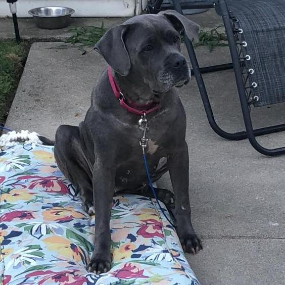 Sophia, a Adoptable American Staffordshire Terrier in Northville, MI image 4/4