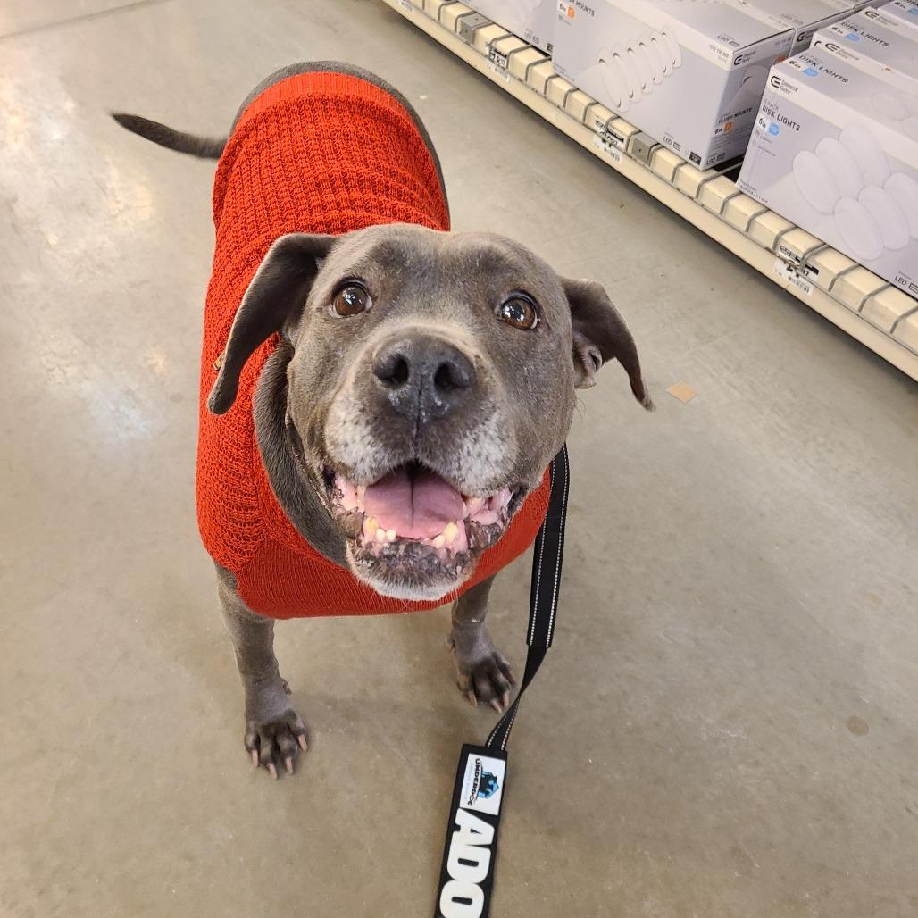 Enlarge Sophia, a Adoptable mixed breed in Northville, MI image 6/6