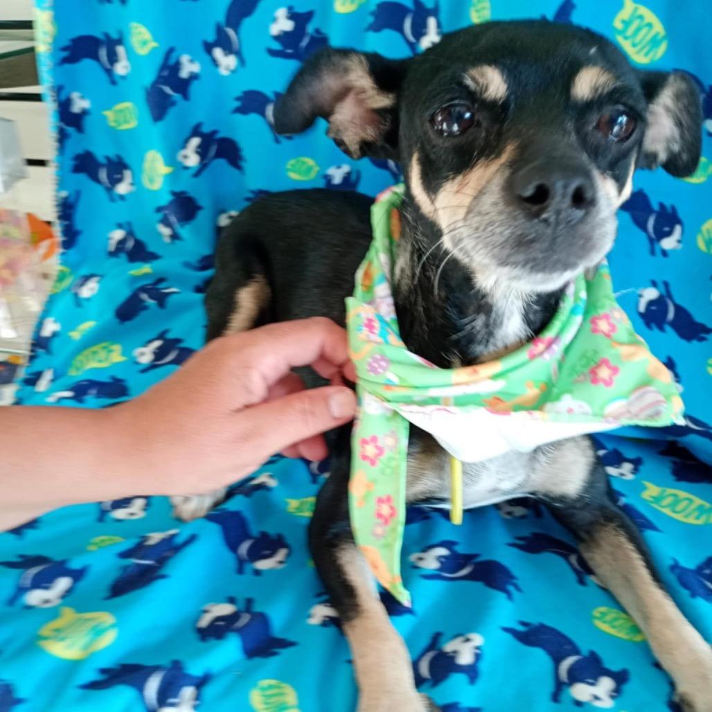 Shawna, Adoptable, Adult Female Miniature Pinscher & Terrier.