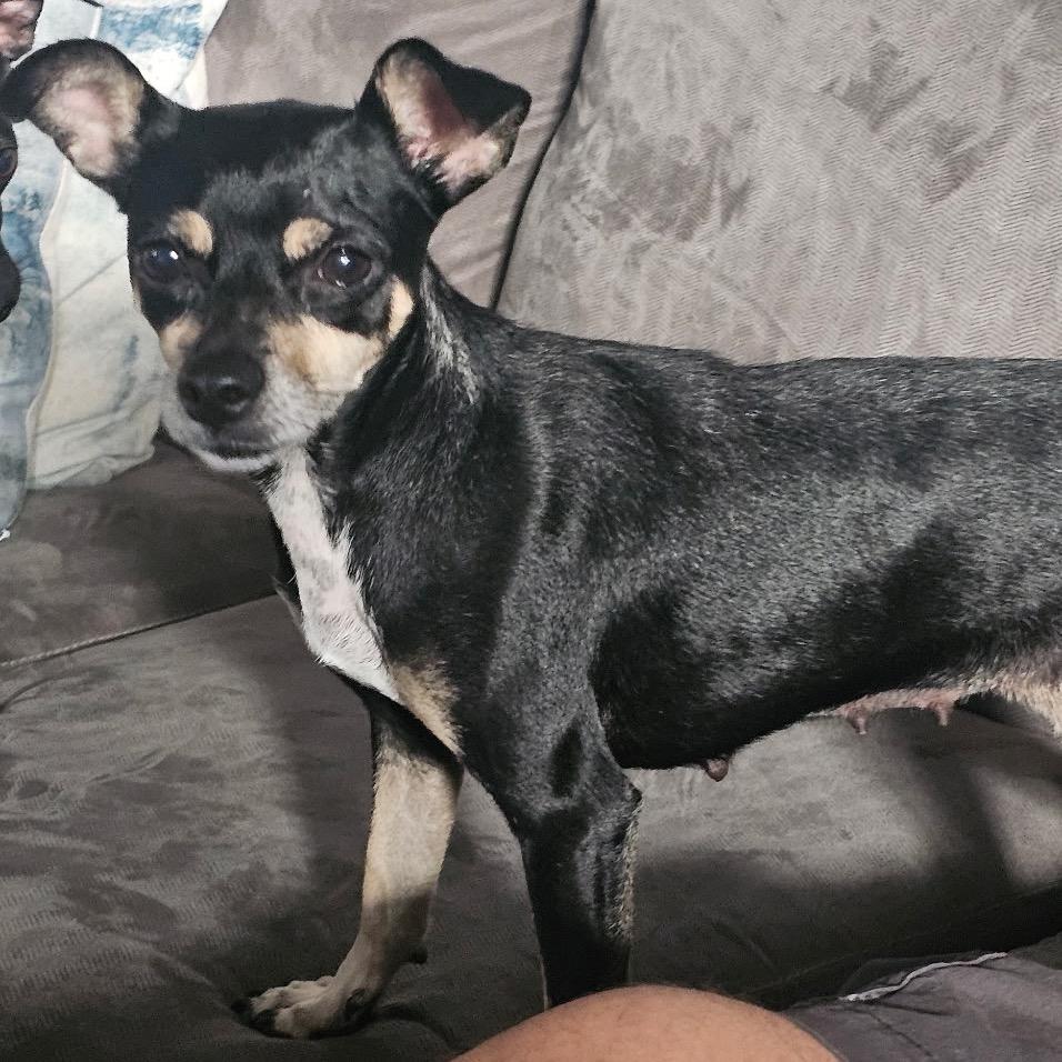 Enlarge Shawna, a Adoptable mixed breed in Escondido, CA image 2/4