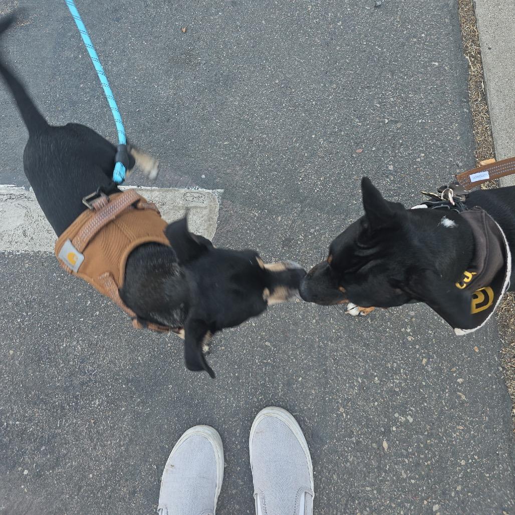 Enlarge Shawna, a Adoptable mixed breed in Escondido, CA image 3/4