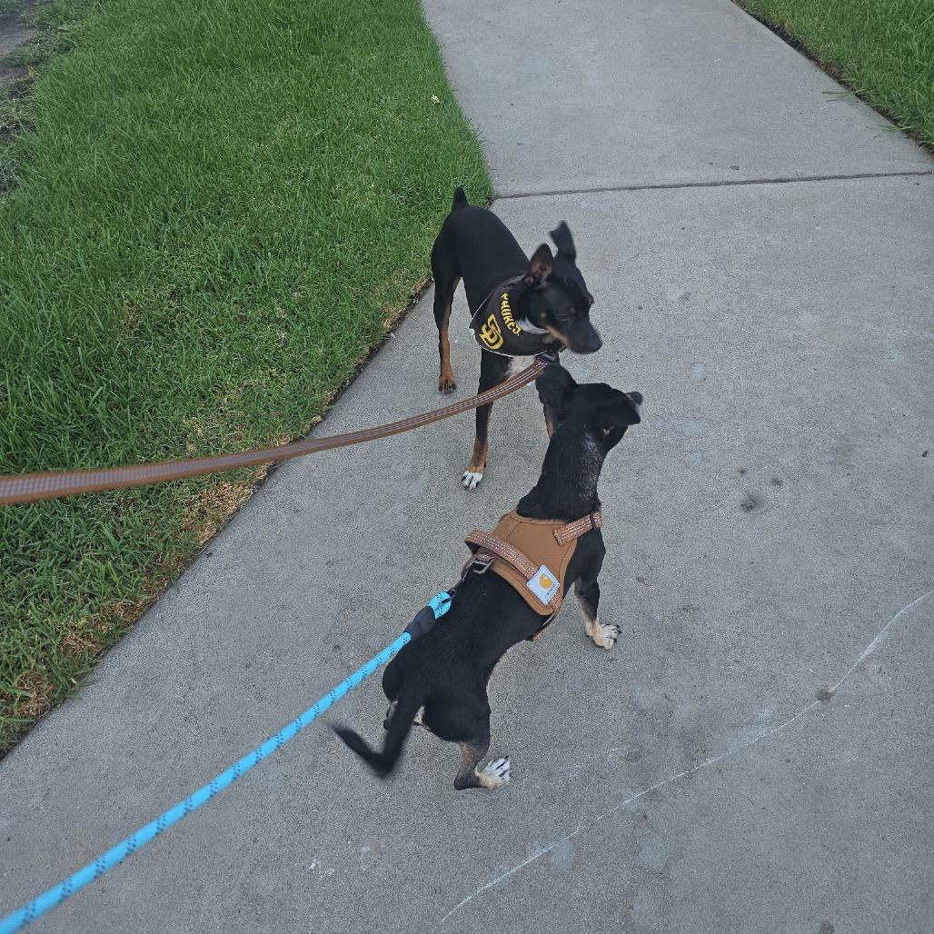 Enlarge Shawna, a Adoptable mixed breed in Escondido, CA image 4/4