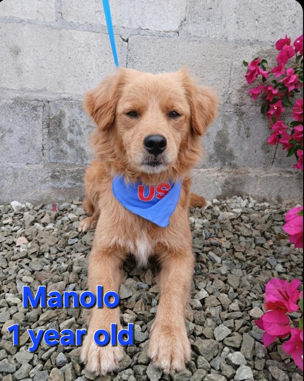 Manolo, an adopted mixed breed in Los Angeles, CA image 3/5