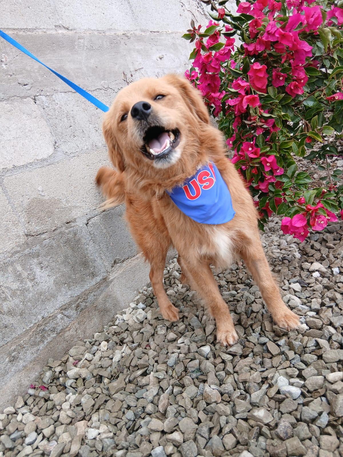 Manolo, an adopted mixed breed in Los Angeles, CA image 1/5