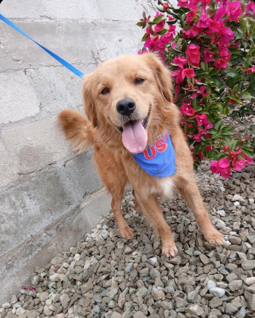 Manolo, an adopted mixed breed in Los Angeles, CA image 2/5