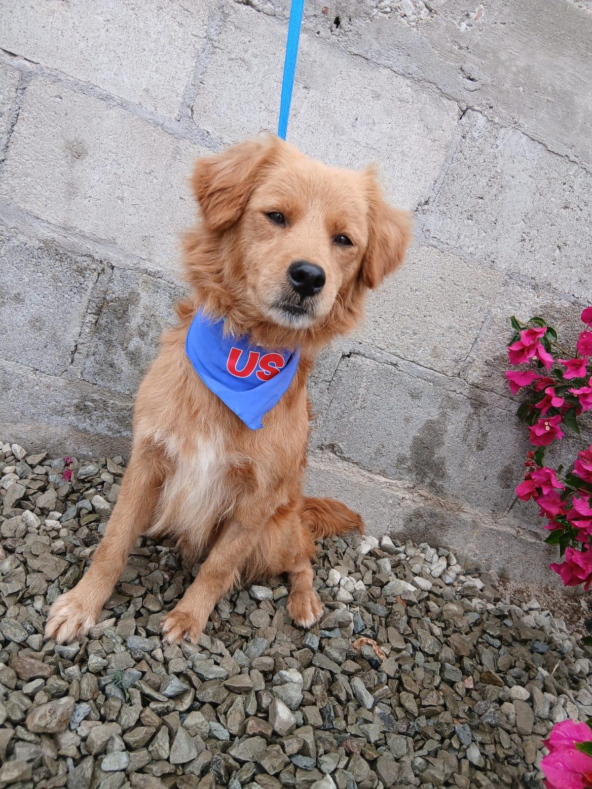 Manolo, an adopted mixed breed in Los Angeles, CA image 4/5