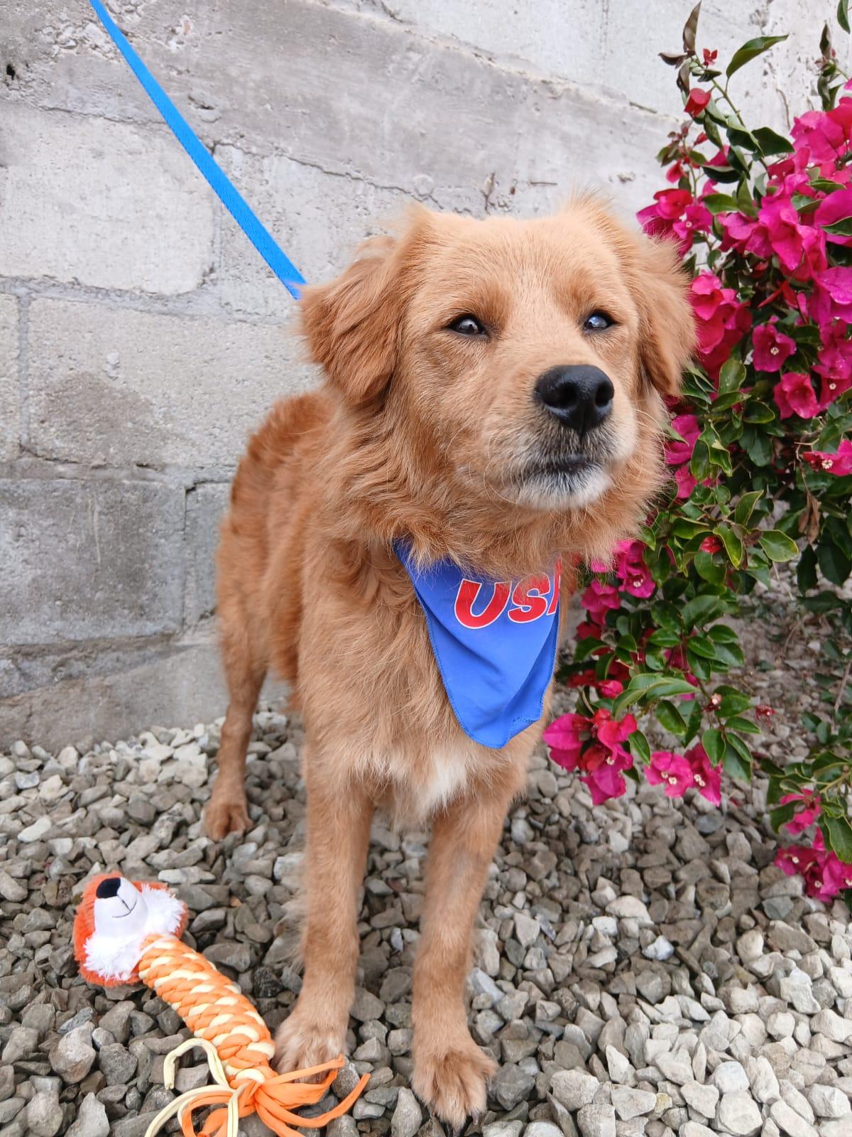 Manolo, an adopted mixed breed in Los Angeles, CA image 5/5