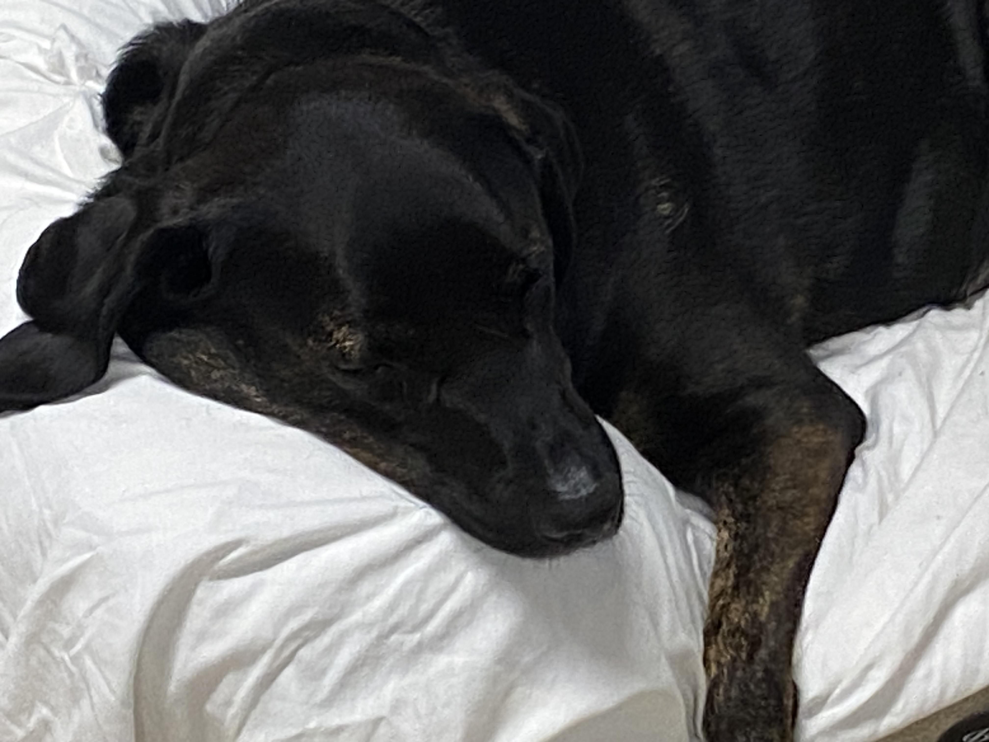 Enlarge Tennie, a ADOPTABLE mixed breed in Glocester, RI image 4/5