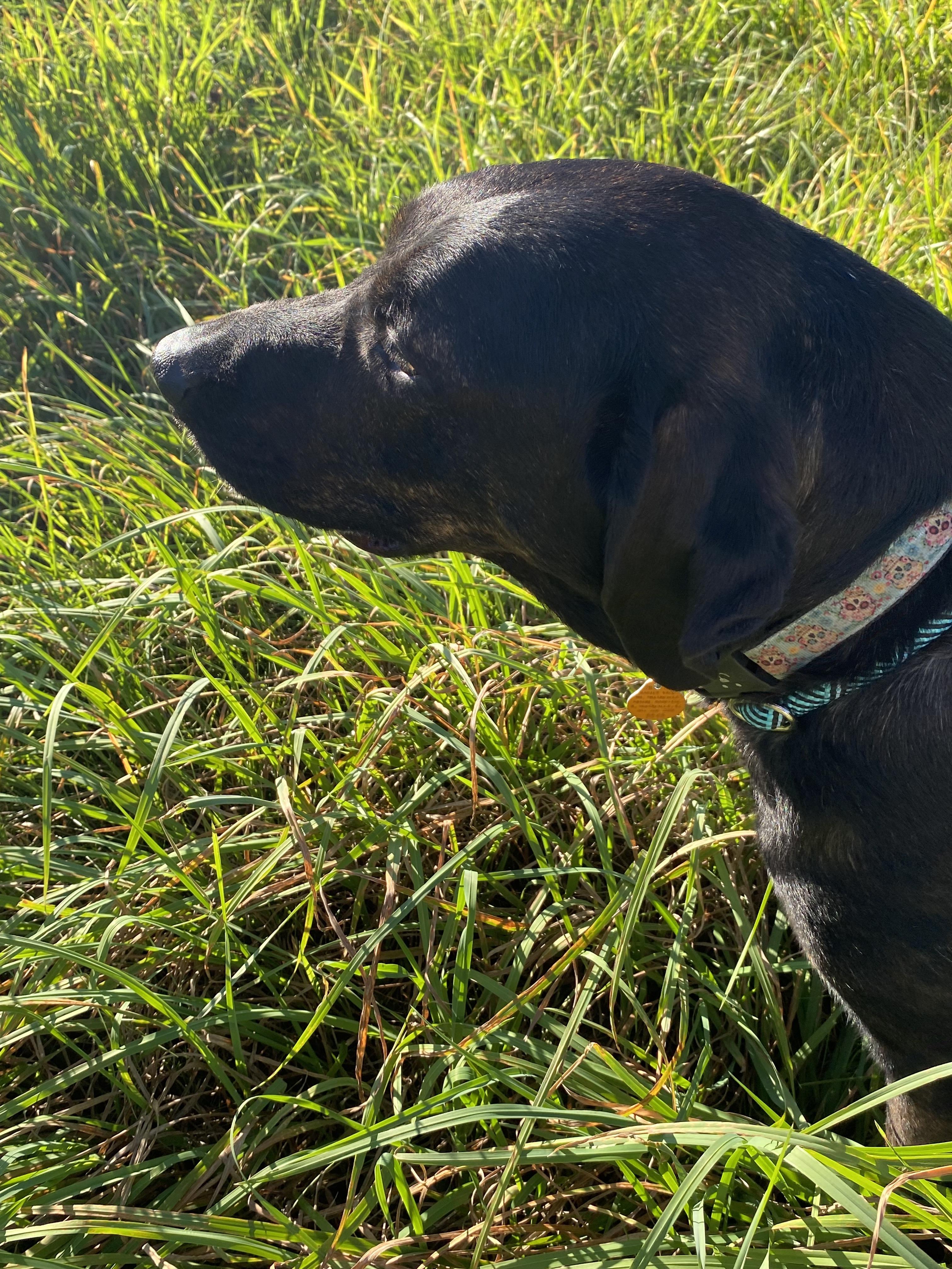 Enlarge Tennie, a ADOPTABLE mixed breed in Glocester, RI image 5/5