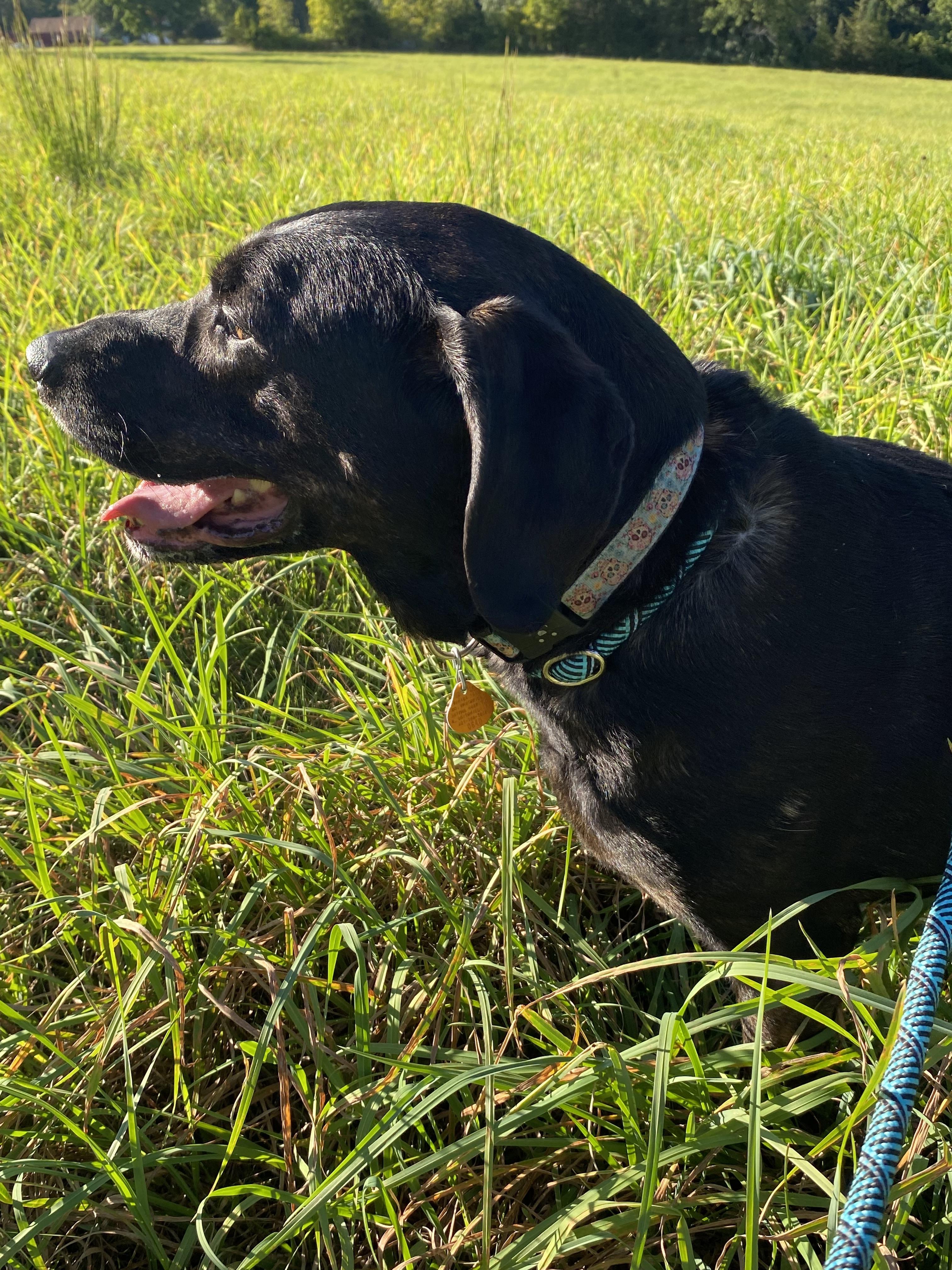 Tennie, ADOPTABLE, Adult Female Black Labrador Retriever & Hound.