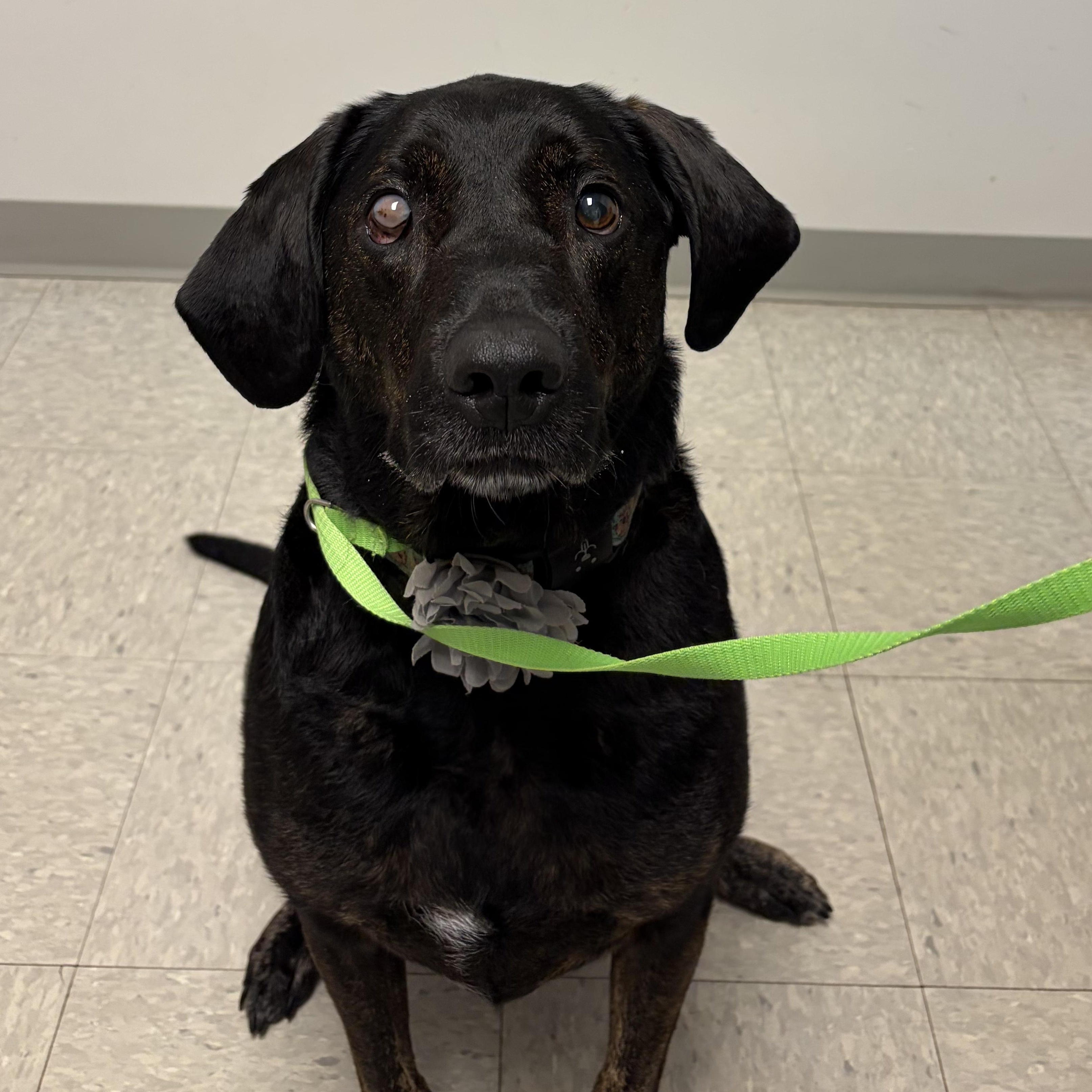 Enlarge Tennie, a ADOPTABLE mixed breed in Glocester, RI image 3/5