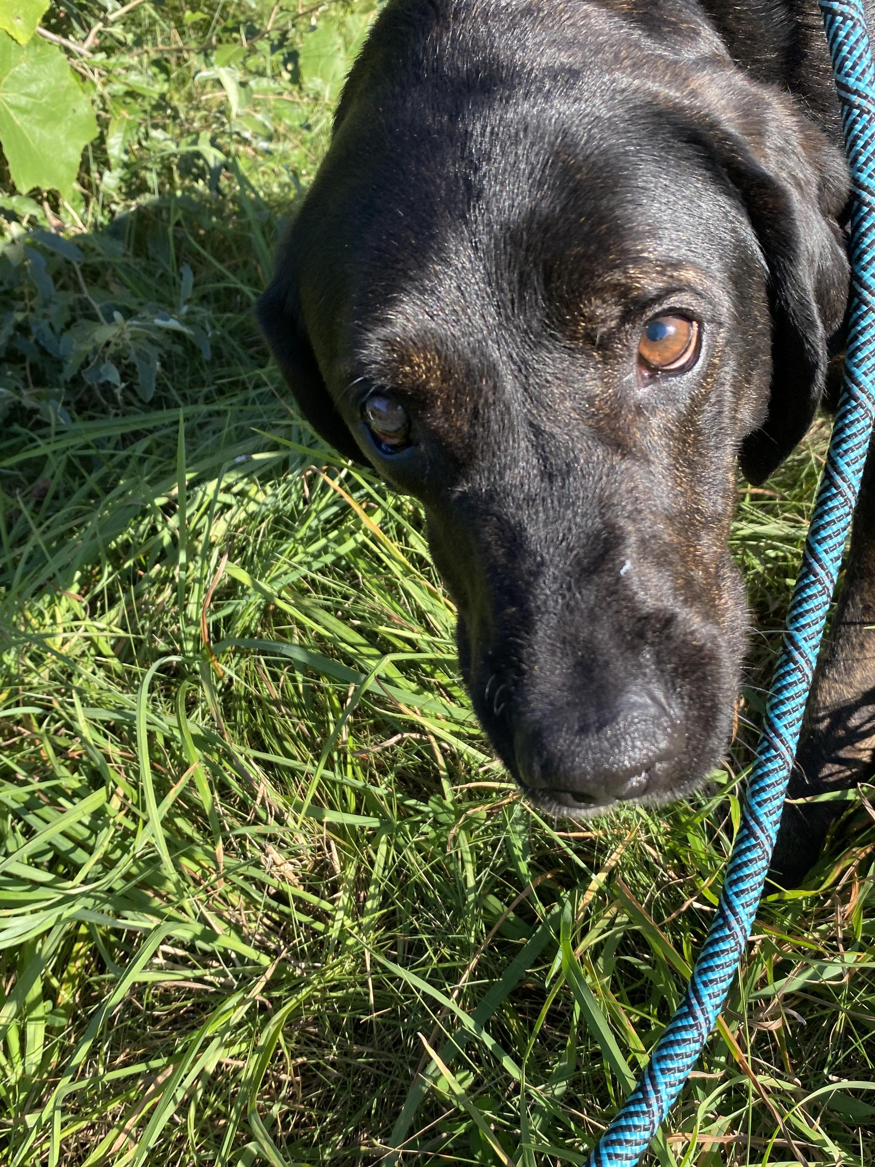 Enlarge Tennie, a ADOPTABLE mixed breed in Glocester, RI image 2/5
