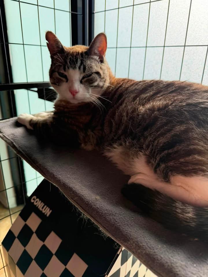 Enlarge Opal & Atlas, a Adoptable mixed breed in Cowlesville, NY image 2/2